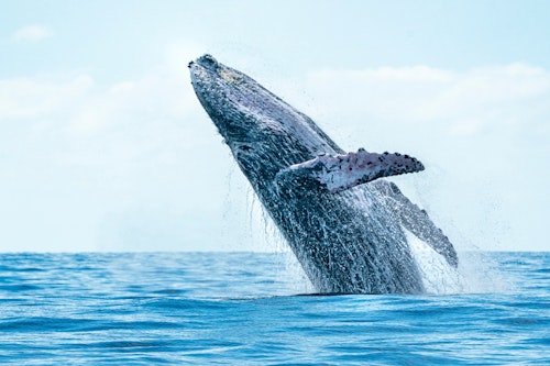 Whale Watching in Japan