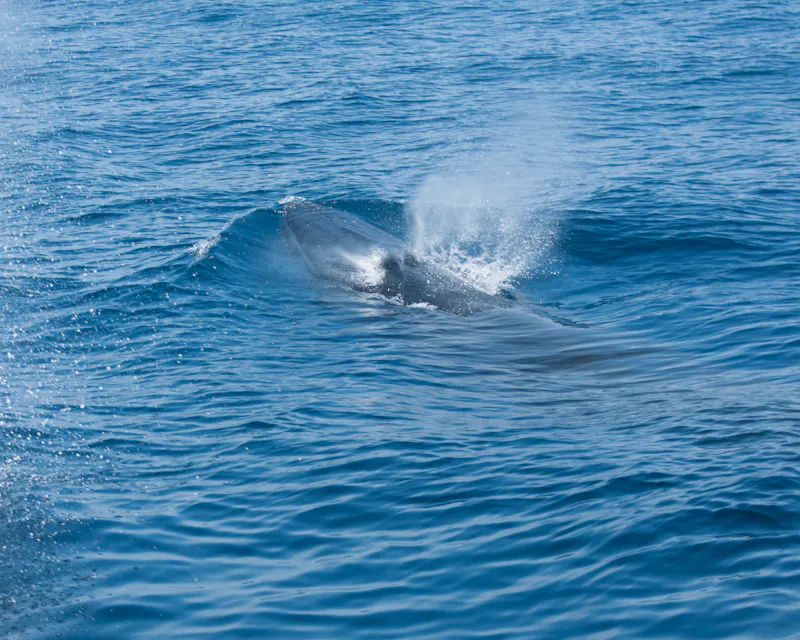 Tropical whale blowing near Kochi, Japan
