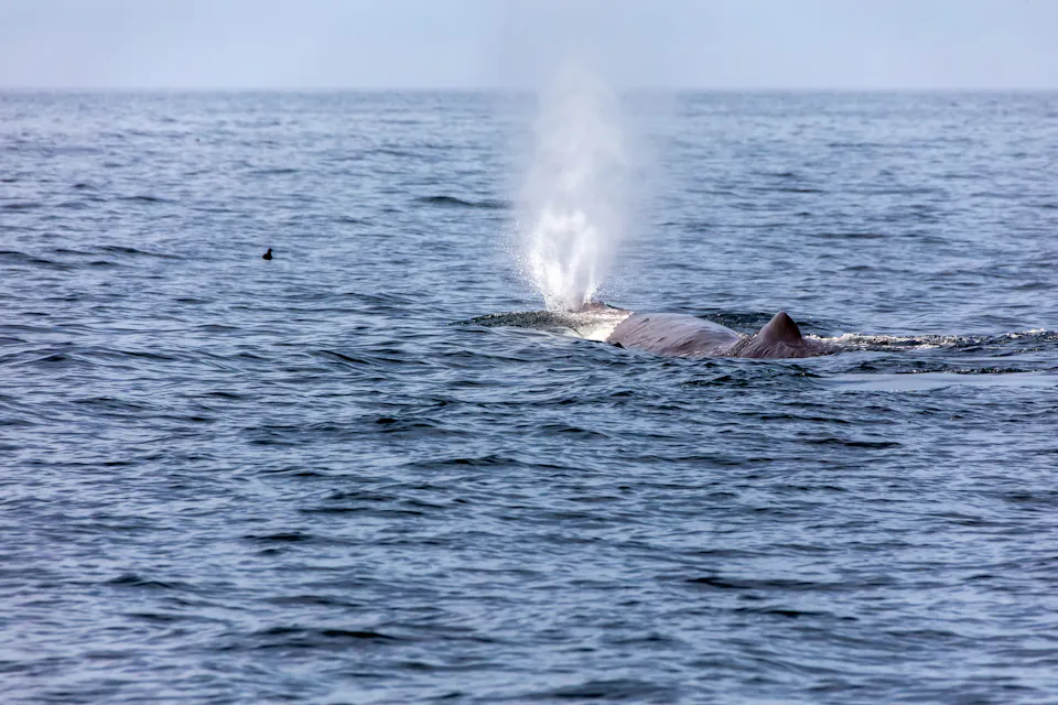 A sperm whale performs spouting