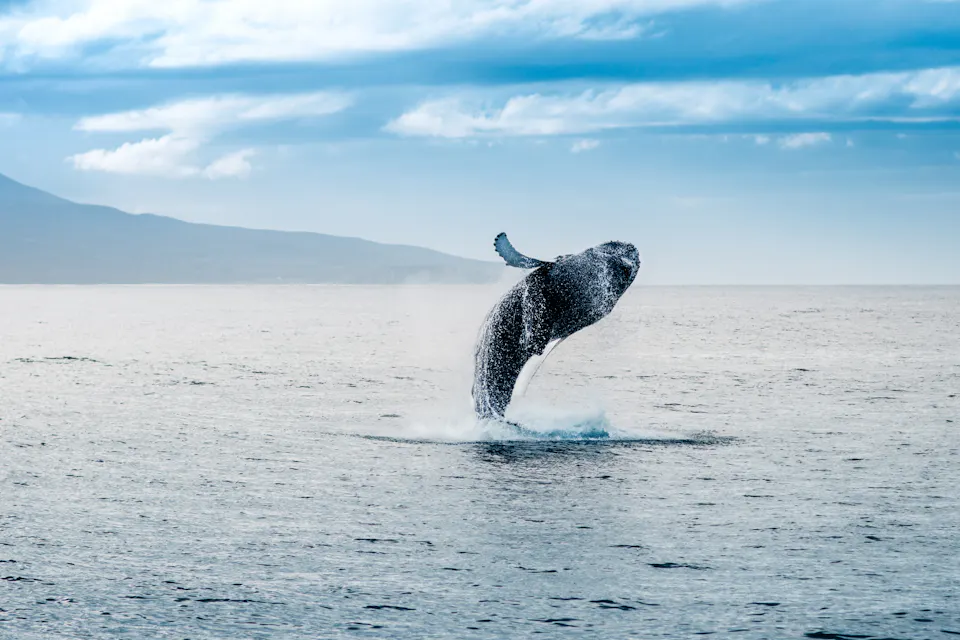 Whale jumping out of water