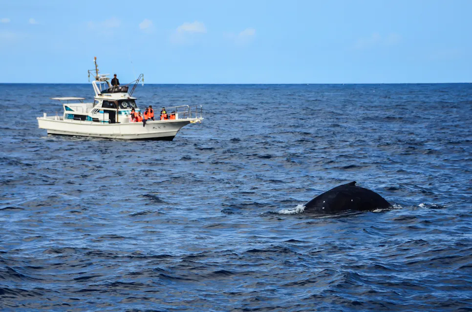 Whale Watching at Izu Peninsula Whale Watching at Izu Peninsula