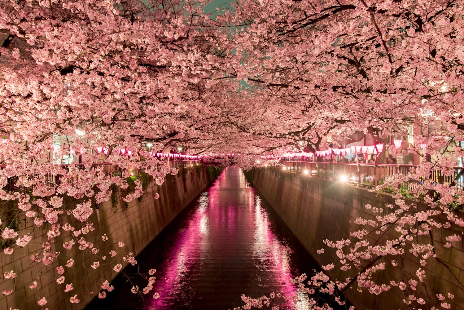 Cherry Blossoms at night in Tokyo