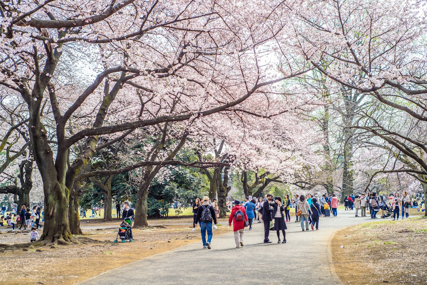 People walking in Shinjuku Gyoen National Garden