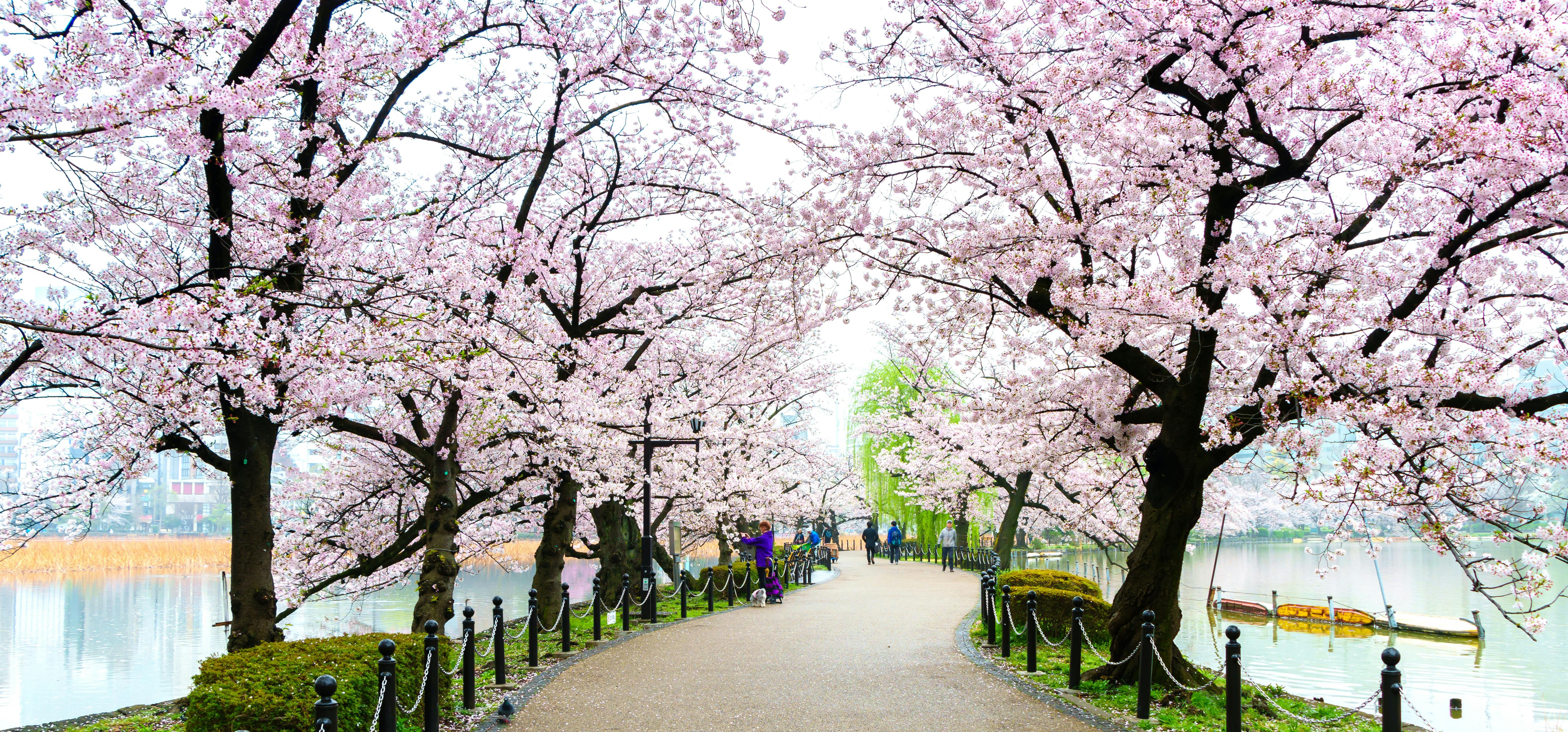 日本の静かな桜の庭を探検 - Trip To Japan