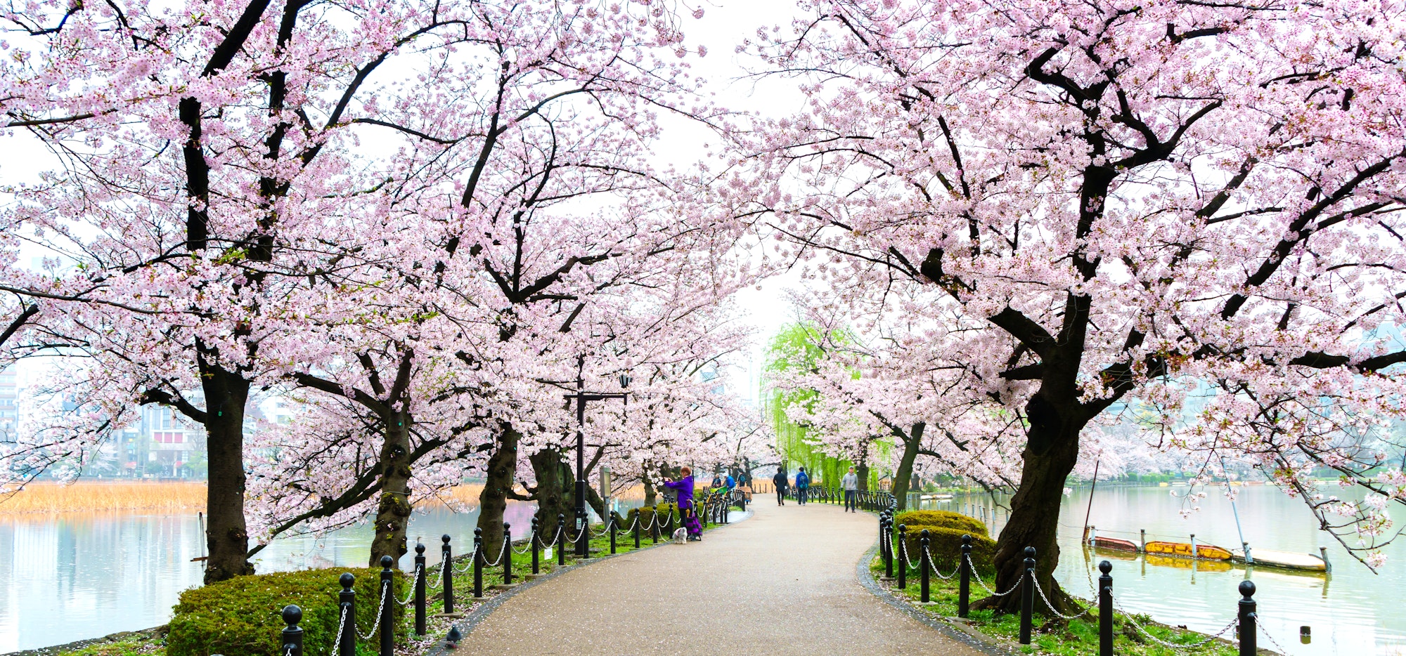 Sakura tree side walkway at Ueno Park in Tokyo