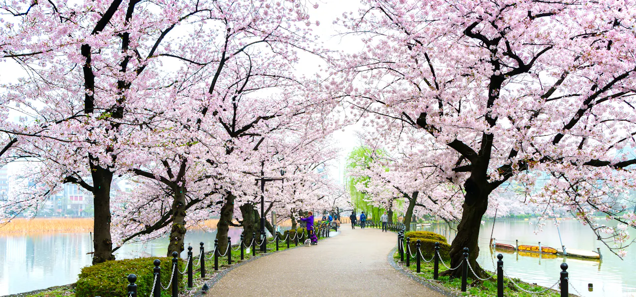Sakura tree side walkway at Ueno Park in Tokyo