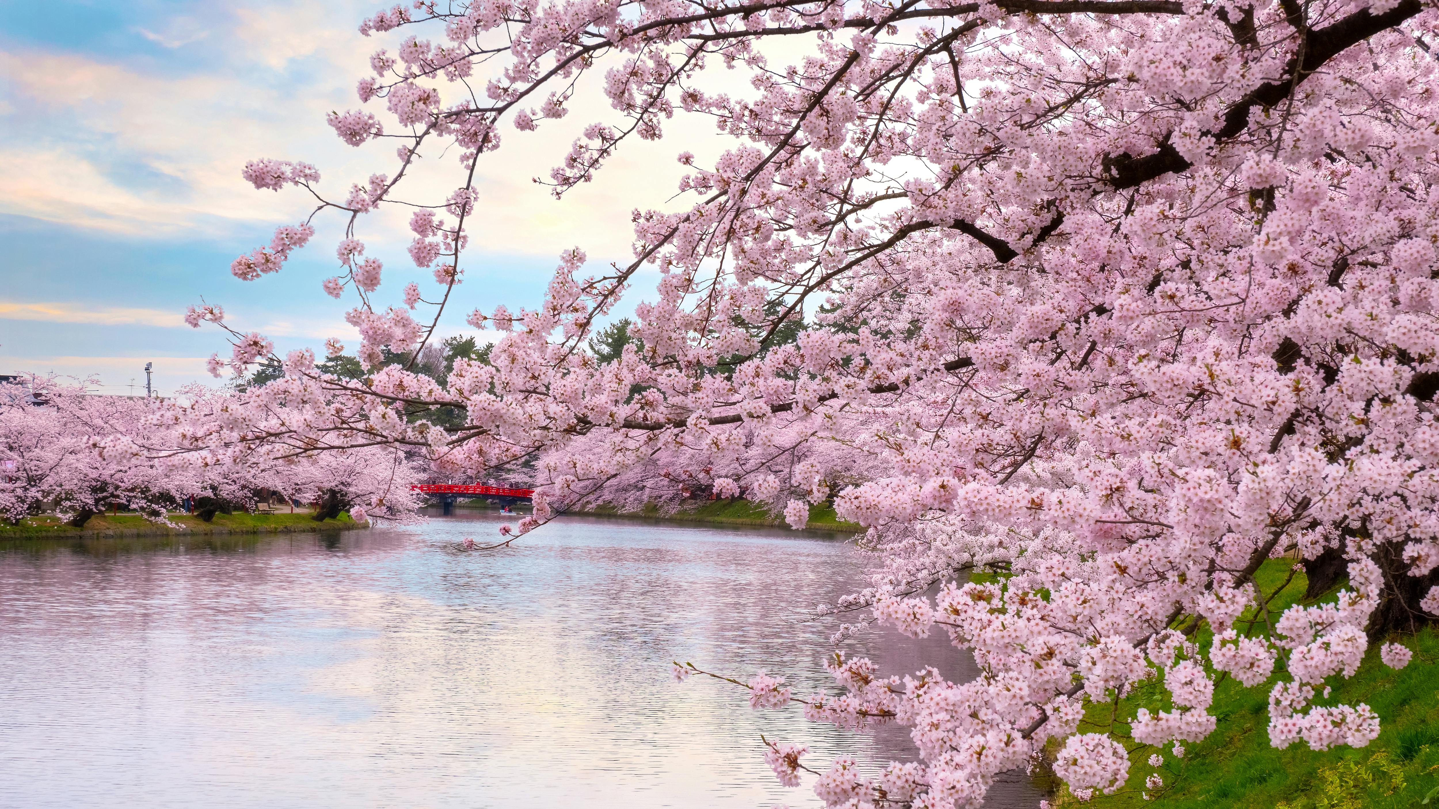 Branches of cherry blossoms in full bloom extend over a tranquil river. The water reflects the pink and white flowers, and a small bridge is visible in the background. The sky above is partly cloudy, adding softness to the serene scene.