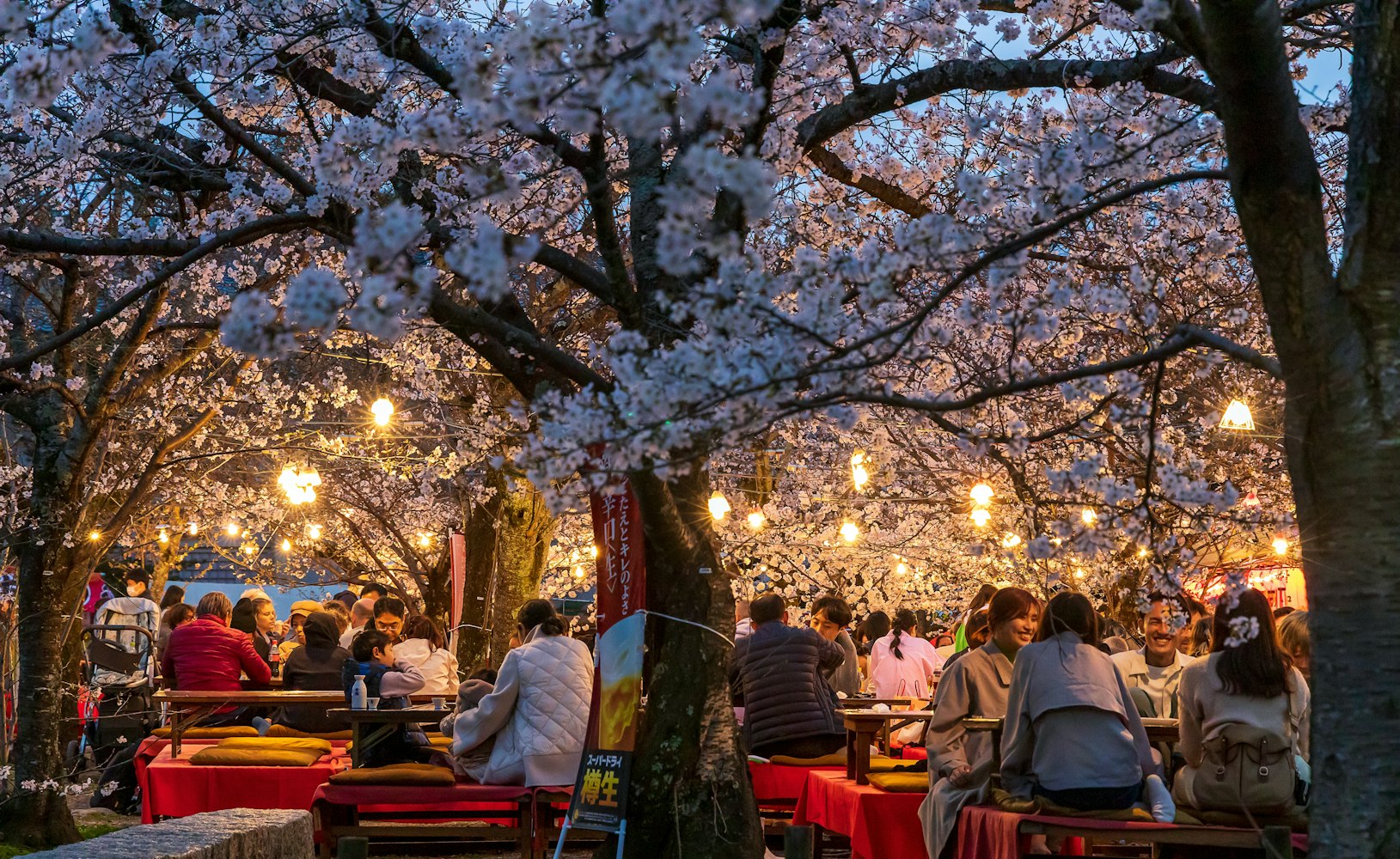 People enjoy cherry blossom (Sakura) in Maruyama Park, Kyoto