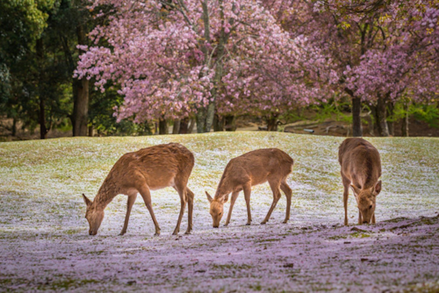 Deers at Nara park during a sunny day in the cherry blossom season