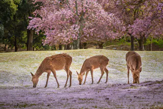 Three deer graze on a ground covered with fallen cherry blossoms, with vibrant pink cherry trees in full bloom in the background. The scene captures a serene, springtime moment in a park or forest.