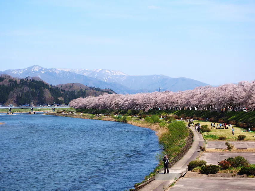 A scenic riverside walkway lined with blooming cherry blossom trees on the right, adjacent to a meandering river on the left. People stroll along the path, enjoying the picturesque view, with mountains forming a serene backdrop under a clear blue sky.