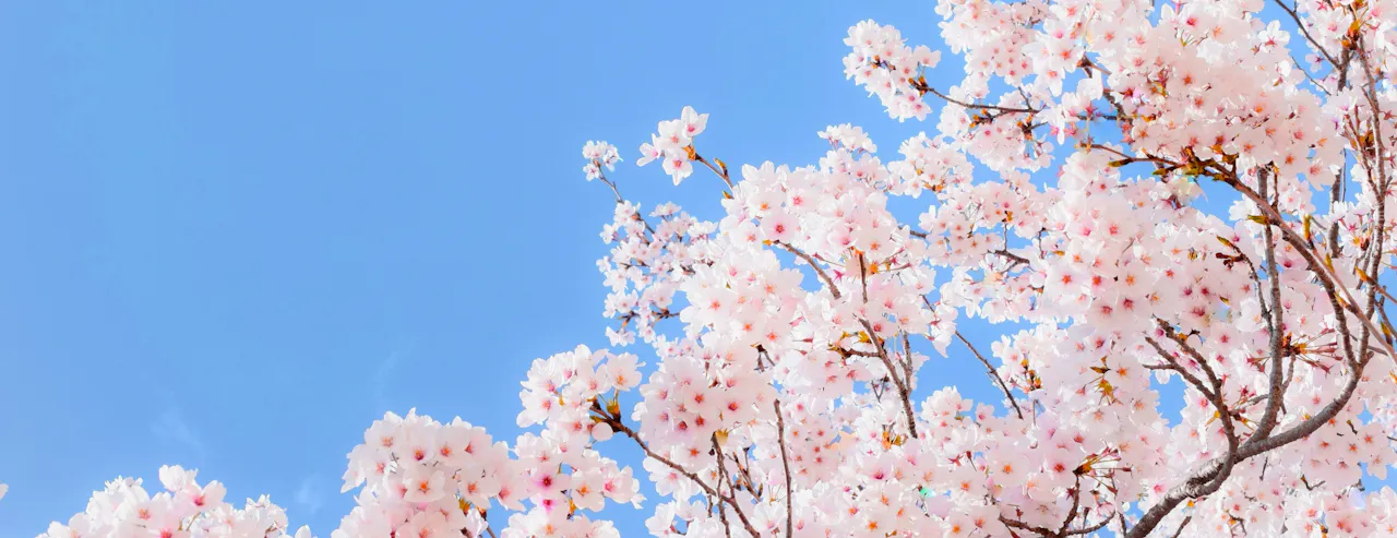 The image depicts branches of a cherry blossom tree in full bloom against a clear blue sky. The flowers are light pink with reddish centers, creating a striking contrast with the sky, symbolizing the beauty of spring.