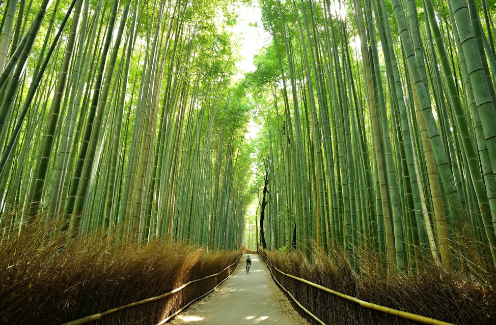 Cycling through Bamboo Forest