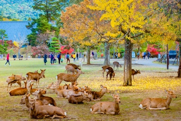 Nara Park