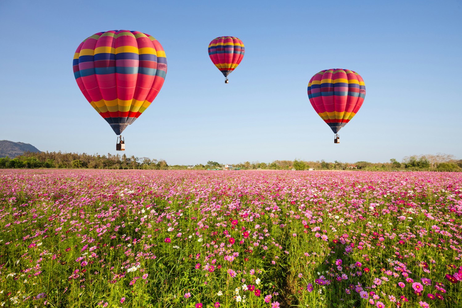 Hot Air Balloon Rides