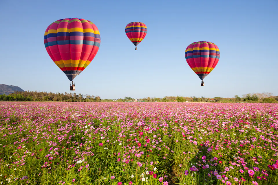 Three colorful hot air balloons, each with red, yellow, blue, and black stripes, float over a vast field of vibrant pink and white flowers. The sky is clear and blue, and there is a distant mountain range on the left, enhancing the scenic view.