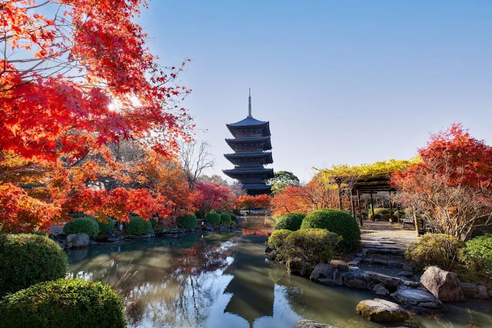 Five-story pagoda and garden with autumn leaves at Toji temple in Kyoto Five-story pagoda and garden with autumn leaves at Toji temple in Kyoto