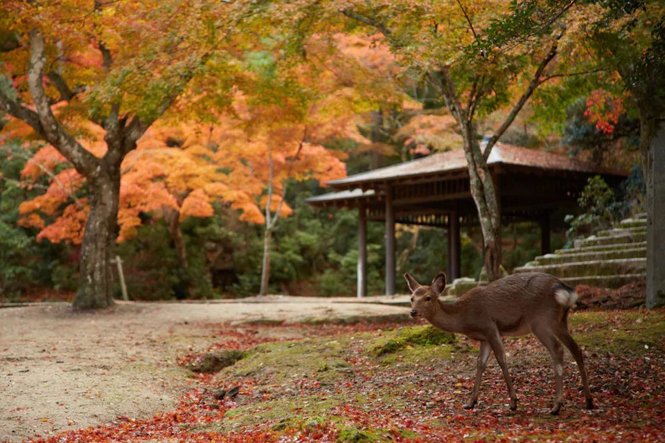 Miyajima Autumn Leaves Miyajima Autumn Leaves