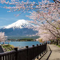 Mount Fuji A scenic pathway lined with blooming cherry blossom trees runs alongside a lake, with the snow-capped Mount Fuji standing majestically in the background under a clear blue sky. Red lanterns hang from the trees, adding to the picturesque view.