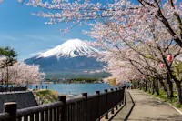 A scenic pathway lined with blooming cherry blossom trees runs alongside a lake, with the snow-capped Mount Fuji standing majestically in the background under a clear blue sky. Red lanterns hang from the trees, adding to the picturesque view.