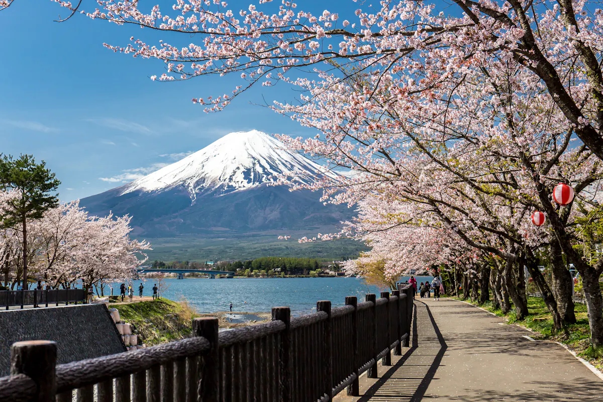 A scenic pathway lined with blooming cherry blossom trees runs alongside a lake, with the snow-capped Mount Fuji standing majestically in the background under a clear blue sky. Red lanterns hang from the trees, adding to the picturesque view.