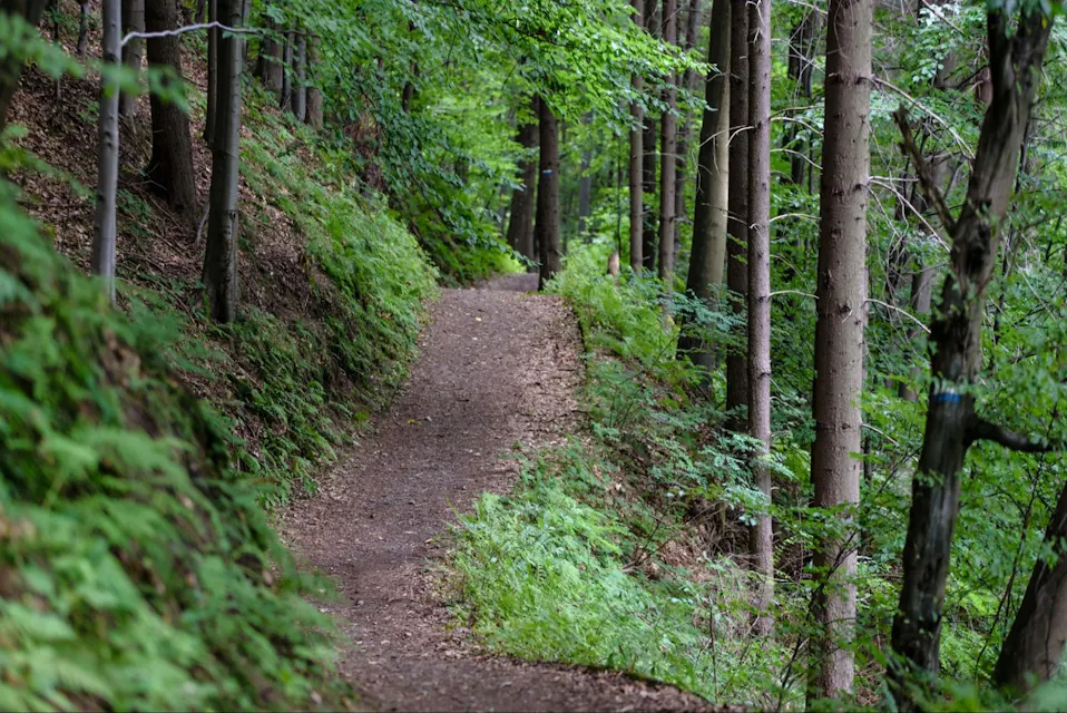 Mount Koya Hiking 좁은 흙길이 우거진 나무와 푸른 잎으로 가득한 밀림을 가로지릅니다. 고사리와 덤불이 길을 따라 나란히 자리 잡아 탐험과 평온을 초대하는 고요한 자연 풍경을 만들어냅니다. 빛은 위의 캐노피를 통해 부드럽게 스며듭니다.