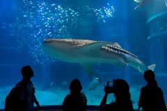 People photographing the Whale Sharks (Rhincodon typus) in Osaka Aquarium Kaiyukan