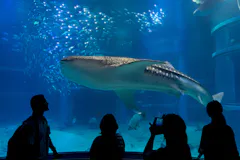 A large whale shark swims in a blue aquarium tank, surrounded by small fish. Four silhouetted people stand in the foreground, watching and taking photos of the scene through the glass.