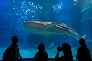 A large whale shark swims in a blue aquarium tank, surrounded by small fish. Four silhouetted people stand in the foreground, watching and taking photos of the scene through the glass.