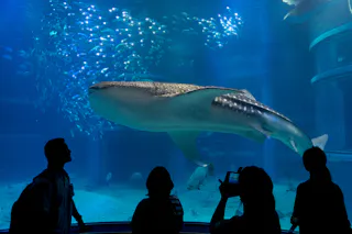 A large whale shark swims in a blue aquarium tank, surrounded by small fish. Four silhouetted people stand in the foreground, watching and taking photos of the scene through the glass.
