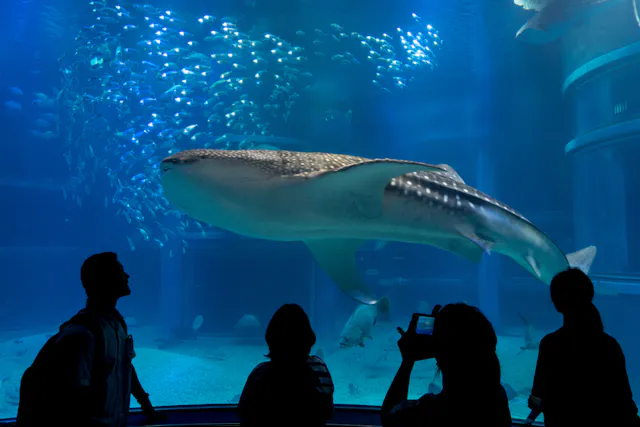 A large whale shark swims in a blue aquarium tank, surrounded by small fish. Four silhouetted people stand in the foreground, watching and taking photos of the scene through the glass.