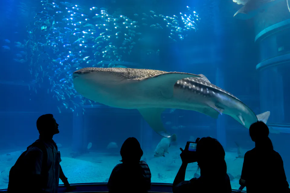 People photographing the Whale Sharks (Rhincodon typus) in Osaka Aquarium Kaiyukan People photographing the Whale Sharks (Rhincodon typus) in Osaka Aquarium Kaiyukan