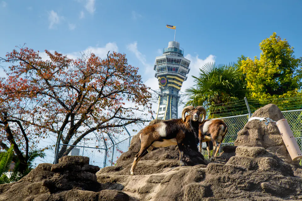Mountain Goat standing on top of the rock at Tennoji Zoo
