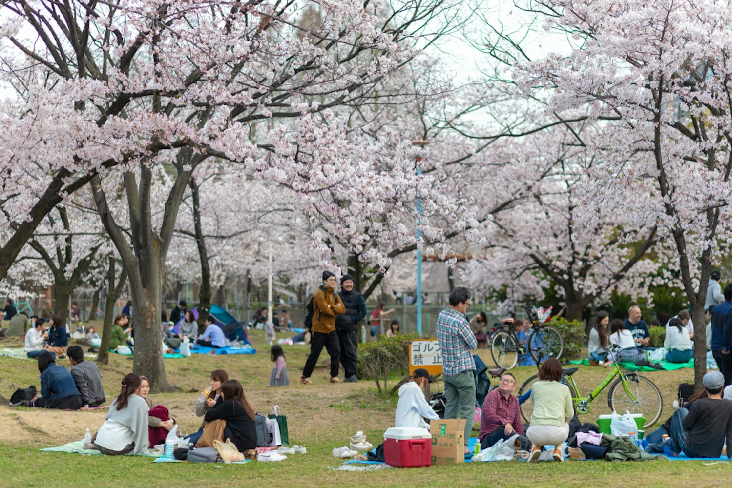 Japanese people are sitting for picnic and playing at the Kema Sakuranomiya Park
