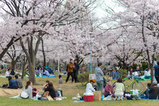People enjoy a picnic under blooming cherry blossom trees in a park, sitting on blankets and talking in groups. Bicycles and picnic supplies are visible, capturing a lively and festive atmosphere.