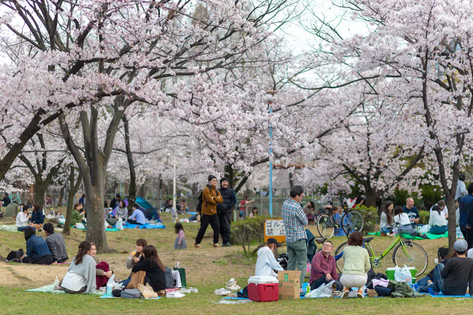 Japanese people are sitting for picnic and playing at the Kema Sakuranomiya Park Japanese people are sitting for picnic and playing at the Kema Sakuranomiya Park