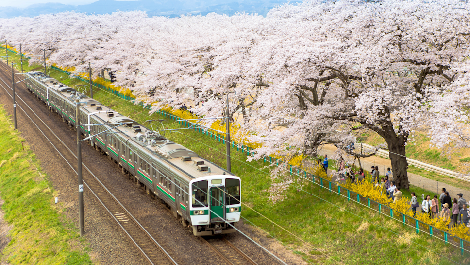 Train Passing Sakura Trees Along Train Track, Sendai, Japan