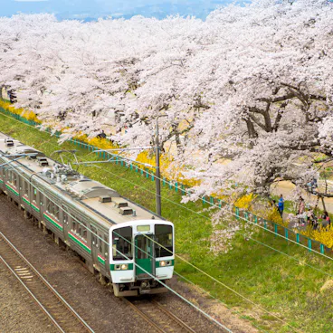 Train Passing Sakura Trees Along Train Track, Sendai, Japan Train Passing Sakura Trees Along Train Track, Sendai, Japan