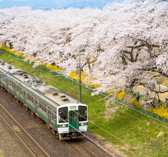Train Passing Sakura Trees Along Train Track, Sendai, Japan Train Passing Sakura Trees Along Train Track, Sendai, Japan