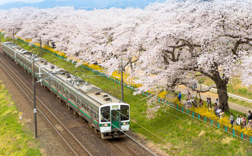 Train Passing Sakura Trees Along Train Track, Sendai, Japan Train Passing Sakura Trees Along Train Track, Sendai, Japan