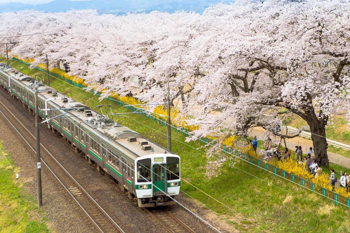 Train Passing Sakura Trees Along Train Track, Sendai, Japan Train Passing Sakura Trees Along Train Track, Sendai, Japan