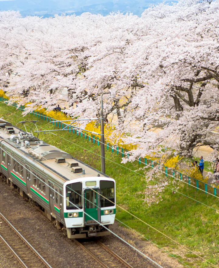 Train Passing Sakura Trees Along Train Track, Sendai, Japan Sendai overview
