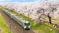 Train Passing Sakura Trees Along Train Track, Sendai, Japan