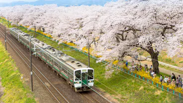 Train Passing Sakura Trees Along Train Track, Sendai, Japan