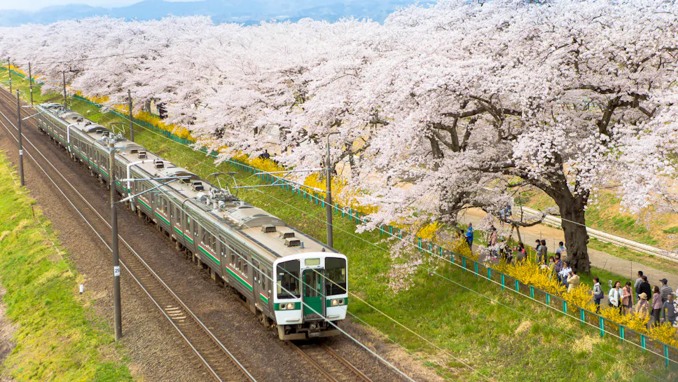 Train Passing Sakura Trees Along Train Track, Sendai, Japan