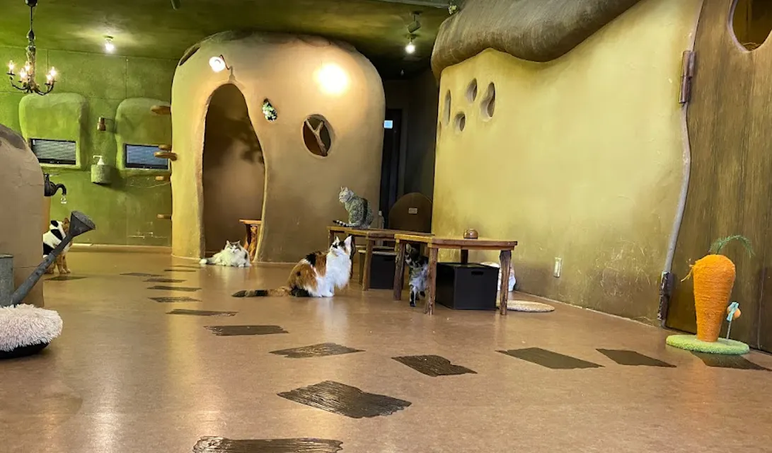 Temari no Ouchi Cat Cafe
