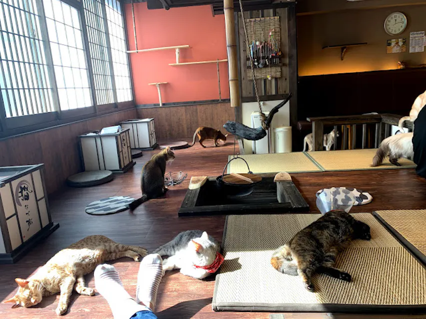 Calico Cat Cafe, Shinjuku