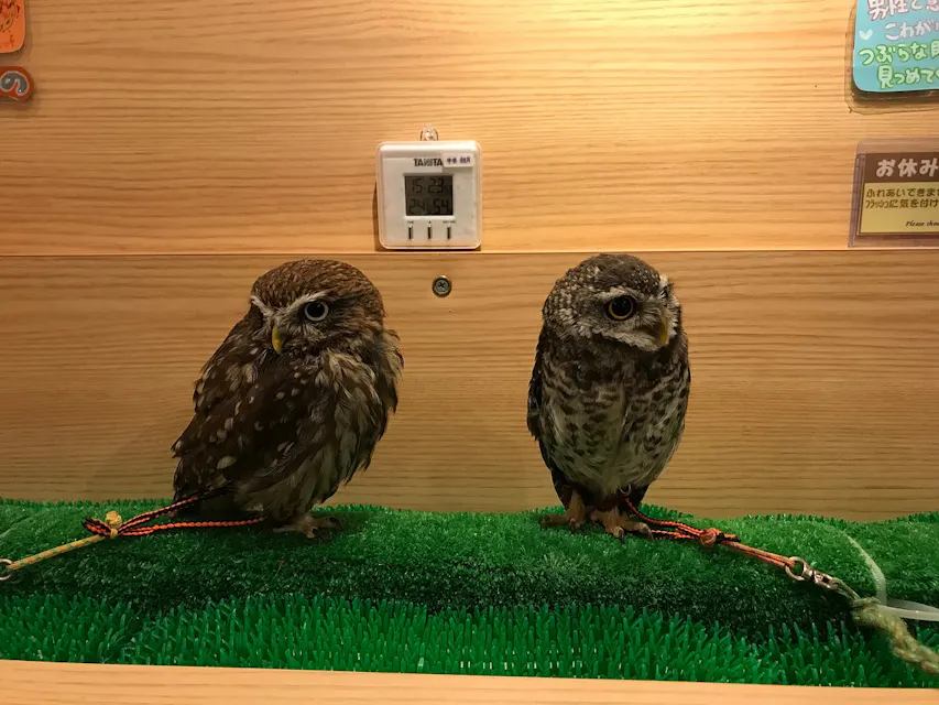 Owl Cafe in Kyoto