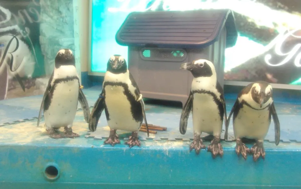 Penguin Bar, Ikebukuro