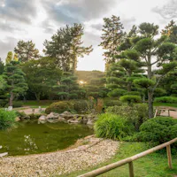 Pruned pines around a garden pond, the classic stroll-garden composition Pruned pine trees around a still pond in a Japanese garden at sunset
